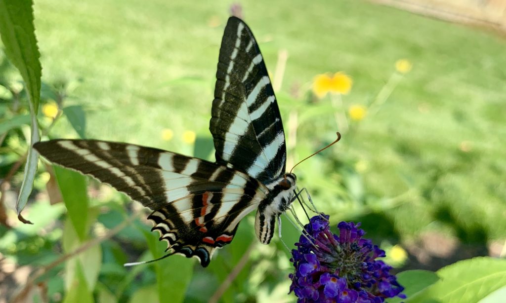 Zebra Swallowtail Virginia Beach 2019